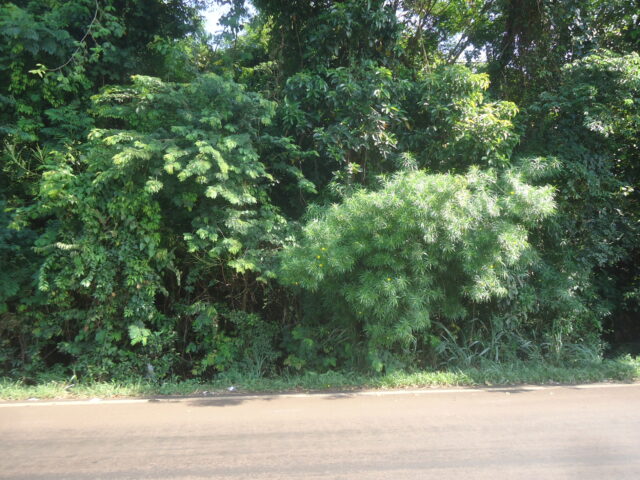 CHÁCARA Nº 05, SUBDIVISÃO DO LOTE Nº 59, MEDINDO 3.540,15M² - AVENIDA BRASILIA, S/Nº, localizado em Londrina - PR